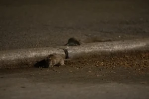 Njujorčani zabrinuti zbog sve masovnije pojave pacova u gradu