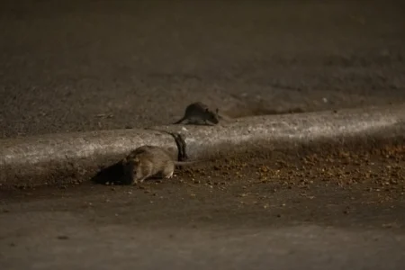 Njujorčani zabrinuti zbog sve masovnije pojave pacova u gradu