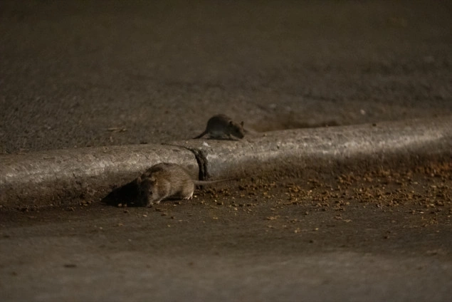 Njujorčani zabrinuti zbog sve masovnije pojave pacova u gradu Njujorčani zabrinuti zbog sve masovnije pojave pacova u gradu