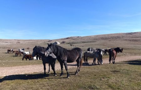 Sveučilište u Splitu izrađuje studiju o divljim konjima na području Livna