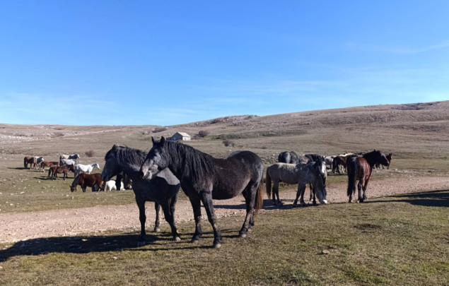 Sveučilište u Splitu izrađuje studiju o divljim konjima na području Livna Sveučilište u Splitu izrađuje studiju o divljim konjima na području Livna