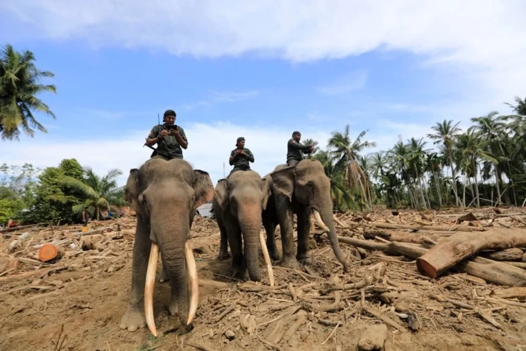 Slonovi u misiji spasa: Indonezija ih koristi da razmiču ruševine nakon katastrofalnih poplava Slonovi u misiji spasa: Indonezija ih koristi da razmiču ruševine nakon katastrofalnih poplava