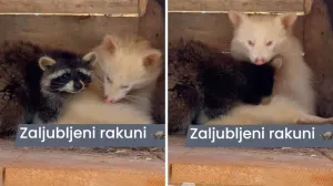 (FOTO) Rakun provalio u market, razbijao, napio se i pao u nesvijest: Ujutro priveden pa pušten (FOTO) Rakun provalio u market, razbijao, napio se i pao u nesvijest: Ujutro priveden pa pušten