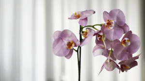Tajna zime u saksiji: Kako da vam orhideja procvjeta kad se najmanje nadate