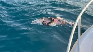 Jeziv slučaj u Međimurju: Brutalno izboden pas