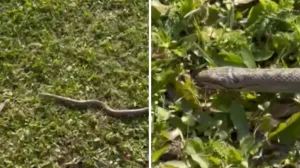 (VIDEO) Ukućani doživjeli horor u kupatilu – Čudovište se sakrilo, niko ga nije primijetio… (VIDEO) Ukućani doživjeli horor u kupatilu – Čudovište se sakrilo, niko ga nije primijetio…