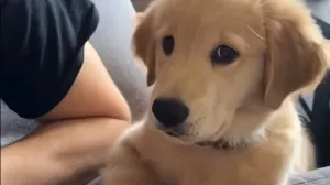 (FOTO) Hotel sa pet zvjezdica za mačke nudi luksuzne usluge za ljubimce