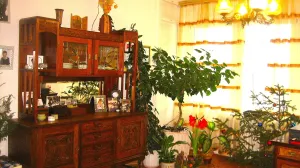 Kako izabrati sobne biljke za kafane, kancelarije i staklene bašte? Evo nekoliko savjeta