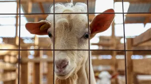 (FOTO) Kolaps u Grčkoj: Farmeri traktorima blokirali autoput Atina – Solun