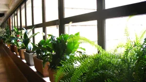 Cvjetajuće sobne biljke za zimske praznike: Unesite vedrinu u dom tokom hladnih dana