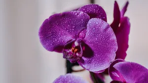 Trik za kićenje jelke koji mijenja sve: Okačite lampice ovako i izgledat će kao iz izloga