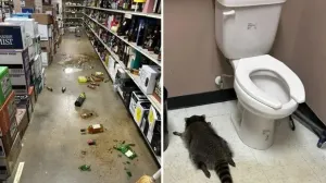 Noćna mora: Amerikanac spasio rakuna, rakun ga izgrizao, ispostavilo se da ima bjesnoću