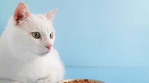 Slučaj u Njemačkoj: Pijane djevojke odbile platiti vožnju, izvukle taksistu iz vozila i odvezle se Slučaj u Njemačkoj: Pijane djevojke odbile platiti vožnju, izvukle taksistu iz vozila i odvezle se