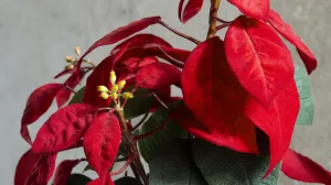 Neprikladni pokloni koje treba izbjegavati: Evo šta nikad ne biste trebali nekome darovati