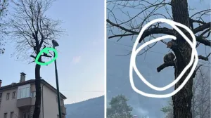 Građani reagovali kada službe nisu: Mačka spašena nakon 45 sati na drvetu