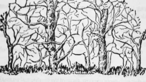 Crveni, plavi, zeleni ili crni? Evo zašto pasoši imaju različite boje i šta one simbolizuju