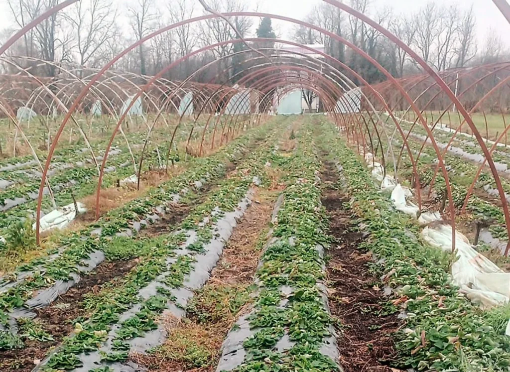 Korisnik Fonda za profesionalnu rehabilitaciju i zapošljavanje: Od straha i sumnje do primjera stabilne poljoprivredne proizvodnje