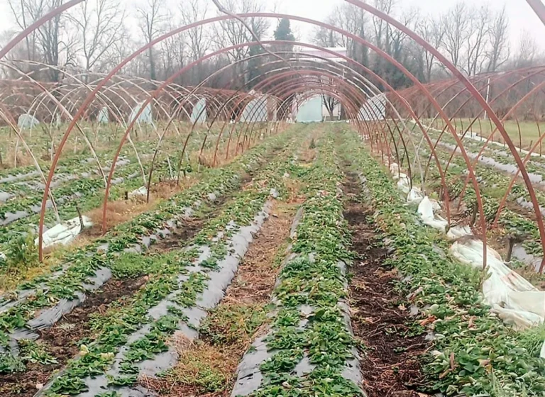 Korisnik Fonda za profesionalnu rehabilitaciju i zapošljavanje: Od straha i sumnje do primjera stabilne poljoprivredne proizvodnje Korisnik Fonda za profesionalnu rehabilitaciju i zapošljavanje: Od straha i sumnje do primjera stabilne poljoprivredne proizvodnje