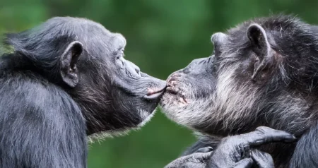 Poljubac je evoluirao kod zajedničkog pretka gorila i čimpanza prije 21,5 do 16,9 miliona godina
