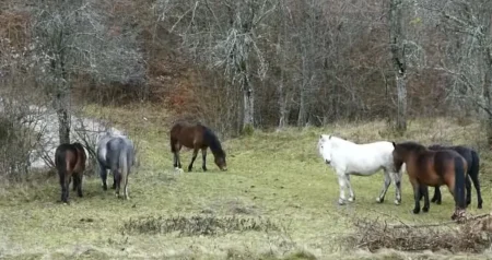 Drama kod bh. grada: Krdo napuštenih konja pustoši sela i imanja, mještani u strahu