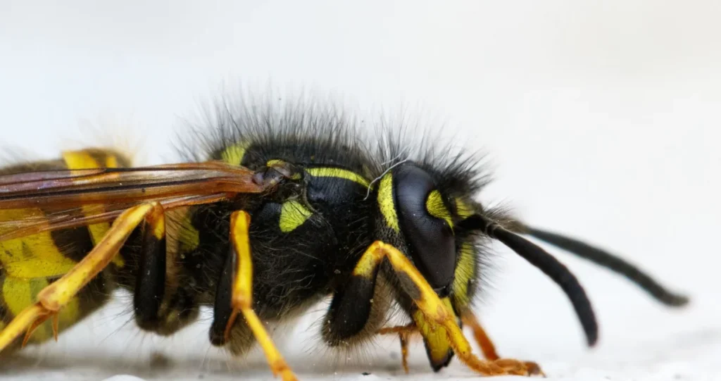 Građani u strahu od ujeda pobješnjelih osa: Naučnici objasnili uzrok njihovog ponašanja