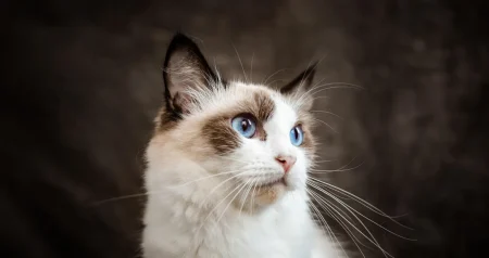 Želite udomiti mačku, ali brinete da bi mogla uništiti namještaj? Ova je rasa idealna za vas