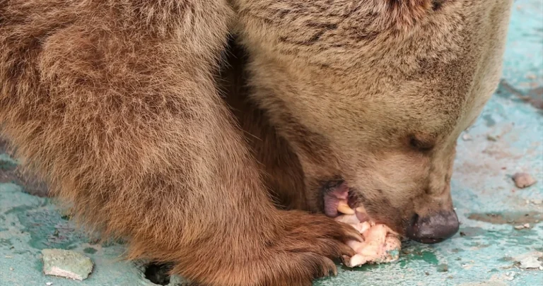 Životinje koje spavaju zimski san