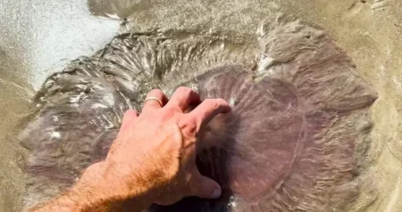 5 najsmrtonosnijih stvorenja za ljude, koja vas mogu ubiti čak i nakon njihove smrti