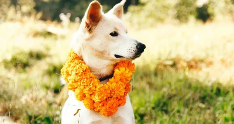 Pet rasa pasa koji se ponašaju kao ljudi Pet rasa pasa koji se ponašaju kao ljudi