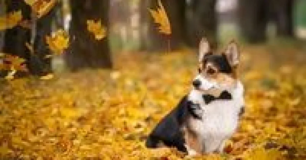 Pas voli spavati uz vas: Ovo je pravi razlog koji će vam istopiti srce