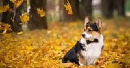 Pas voli spavati uz vas: Ovo je pravi razlog koji će vam istopiti srce