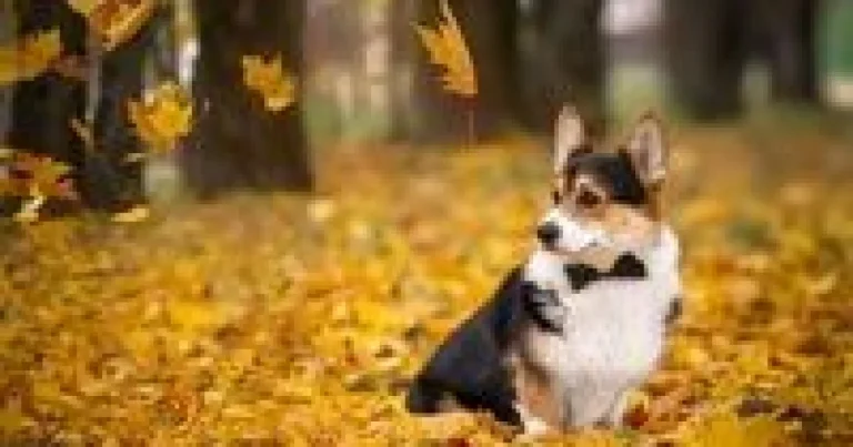 Pas voli spavati uz vas: Ovo je pravi razlog koji će vam istopiti srce