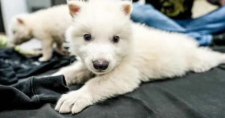 Zašto neke životinje jedu svoje mladunce: Naučnici otkrivaju koji faktori utiču na kanibalizam