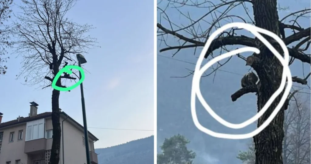 Mačka 45 sati zarobljena na drvetu u Hrasnici, službe odbijaju pomoći