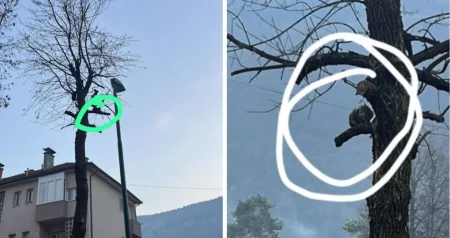 Mačka 45 sati zarobljena na drvetu u Hrasnici, službe odbijaju pomoći