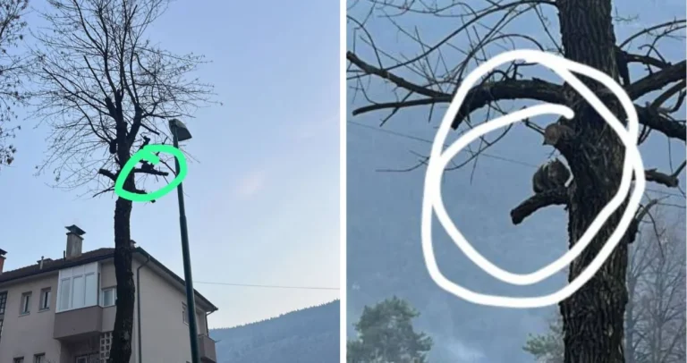 Mačka 45 sati zarobljena na drvetu u Hrasnici, službe odbijaju pomoći