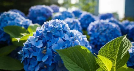 Ako ovo učinite u decembru, hortenzije će vam na proljeće procvjetati jače nego ikad