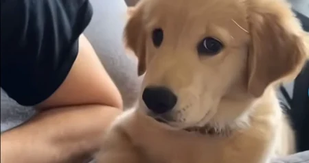 Savjeti veterinara: Kako zaštititi pse od stresa zbog petardi