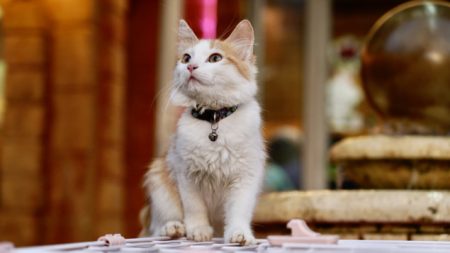 Libijski hotel za mace s luksuznim uslugama