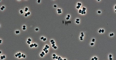 Jesmo li nehotice poslali bakteriju na Mars?