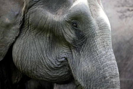 Voz naletio na krdo slonova u Indiji, uginulo ih sedam Voz naletio na krdo slonova u Indiji, uginulo ih sedam