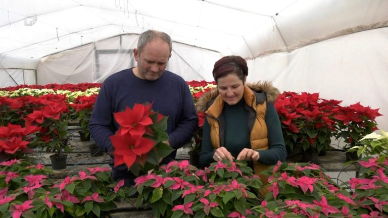 Obiteljski posao koji cvjeta: Lucići svake zime uzgoje tisuće božićnih zvijezda Obiteljski posao koji cvjeta: Lucići svake zime uzgoje tisuće božićnih zvijezda