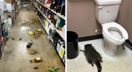 Alkoholni maraton i četiri šape: Pijan rakun pronađen bez svijesti Alkoholni maraton i četiri šape: Pijan rakun pronađen bez svijesti