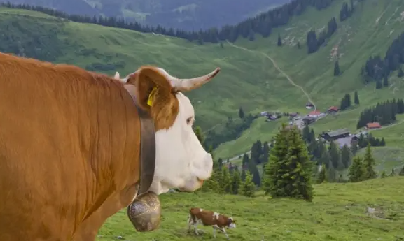 Grubo prekinuto uživanje bavarske krave u slobodi Grubo prekinuto uživanje bavarske krave u slobodi