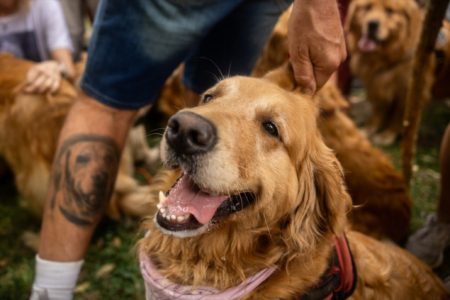 Zlatni retriveri i njihovi vlasnici u Buenos Airesu pokušali oboriti svjetski rekord
