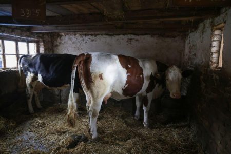 Treba li manje hraniti krave kako ne bi bilo viška mleka u Srbiji