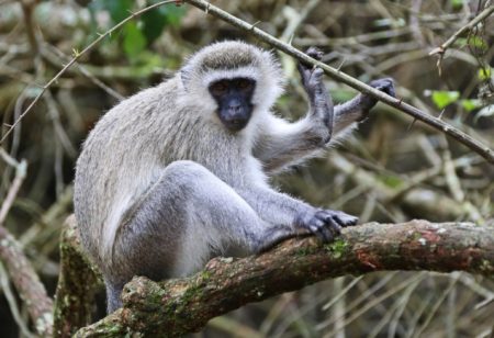 Majmuni lutaju gradom – St. Louis traži nestale životinje četiri dana