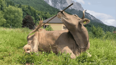 Upoznajte Veroniku, kravu koja koristi četku kao alat