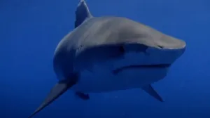 Šta se dešava u ovoj zemlji: Četiri napada ajkula u svega 48 sati, povrijeđeni plivači i surferi