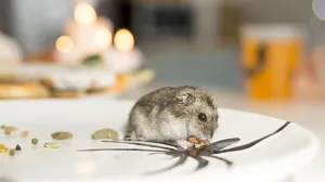 Riješite se miševa bez otrova: Dovoljna je samo jedna stvar koju imate u domu